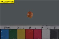 藏品(短指和尚蟹)的圖片